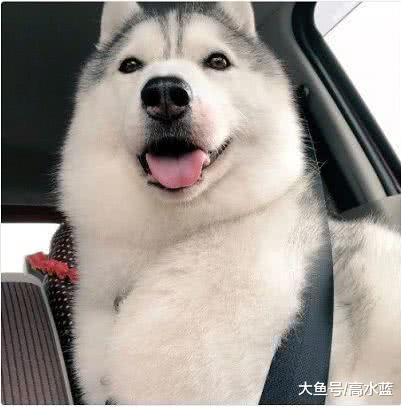 哈士奇听到要去玩高兴坏了，可来到医院就瞬间变脸