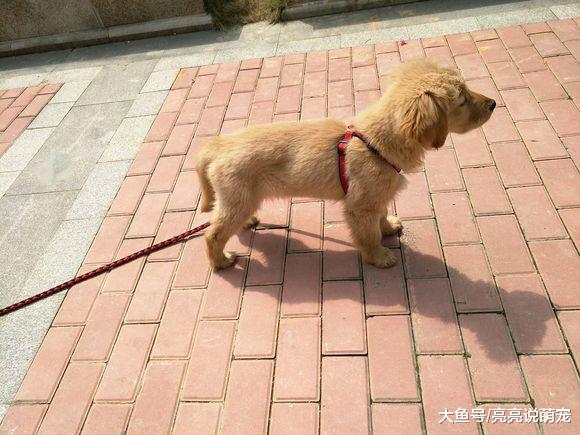 晚上站这么高看城市夜景，金毛：达到狗生新高度了！