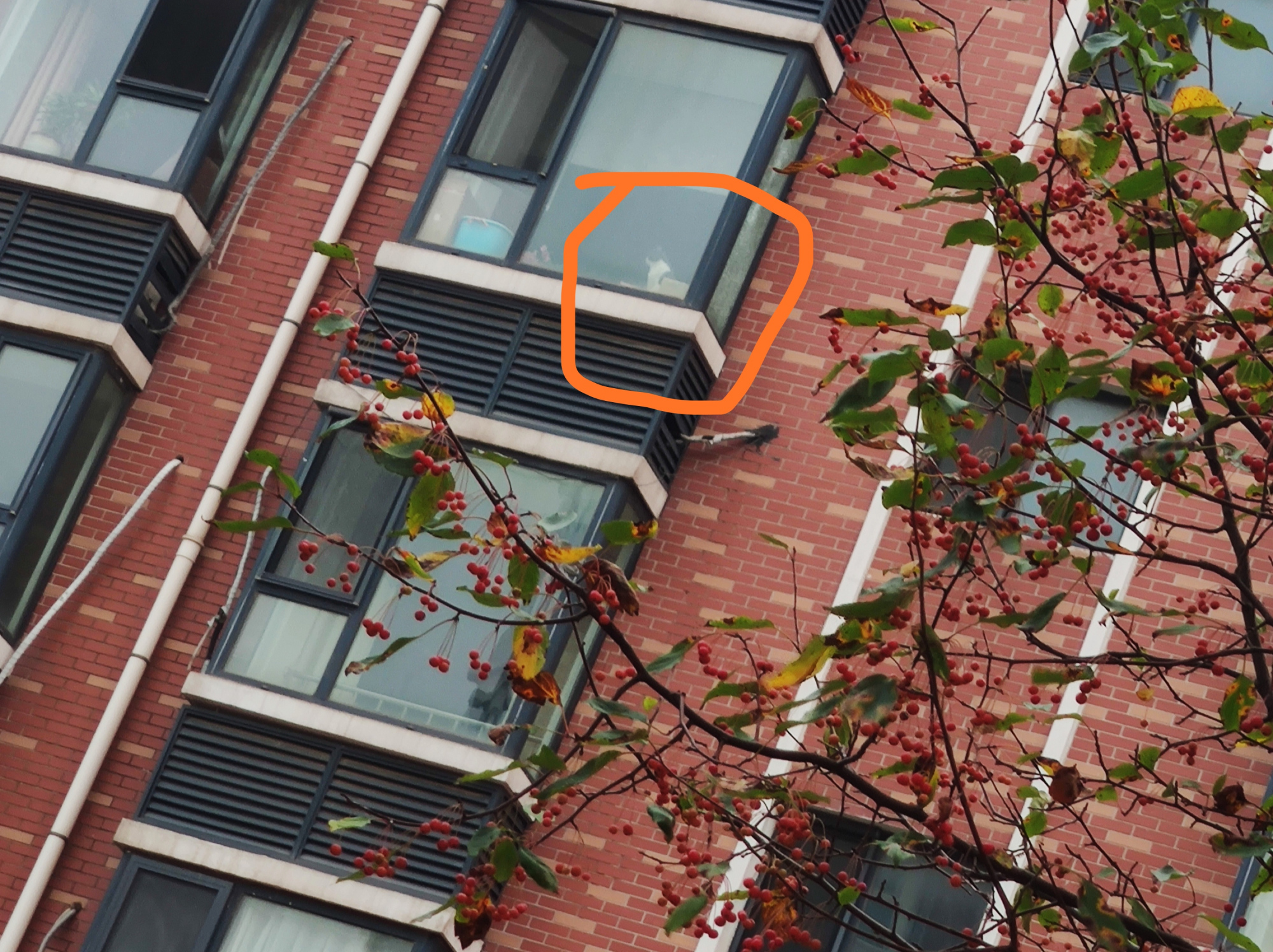 铲屎官在楼下散步，抬头看向阳台，猫主子的眼神充满“杀气”