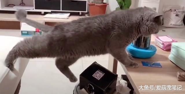 英短蓝猫卡在沙发和桌子之间进退两难, 这无处安放的小脚丫好可爱