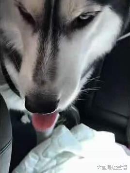 哈士奇天生放荡不羁爱自由，没人敢把它独自放在家中，网友：不敢养！