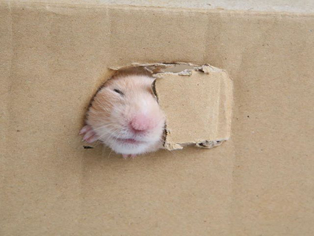 仓鼠被困纸箱，竭力咬洞求自由，哪知最后败给了自己的身材
