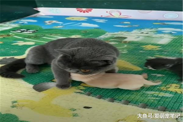 英短蓝猫最近很心塞，被小金毛误当成了妈，主人：有奶便是娘啊
