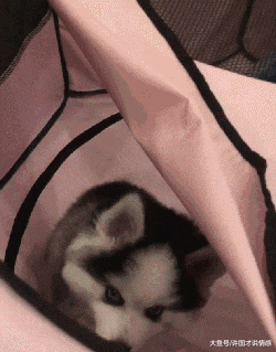 主人家两只狗狗生下只独苗，不是同一品种，名字高大上“哈博士”