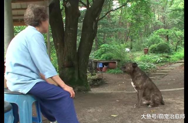 狗狗被老奶奶领养后，5年时间都没让她抚摸过，曾经被伤害太深！