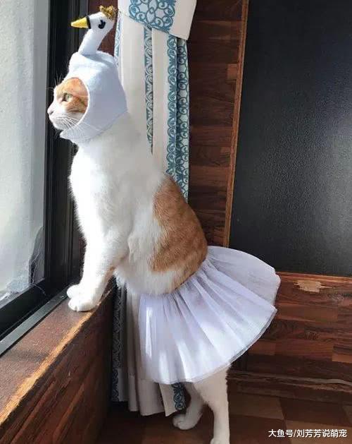主人给猫买了小裙子，没想到穿上还挺好看