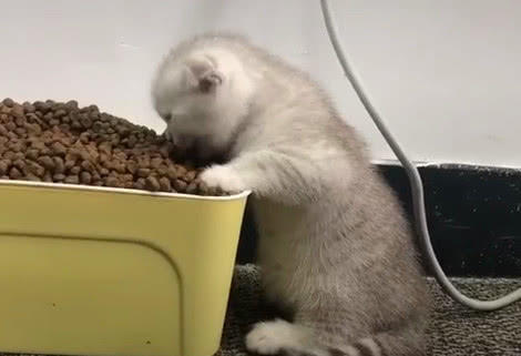 小猫咪爬到猫粮盆里，主人一看，当时就不淡定了
