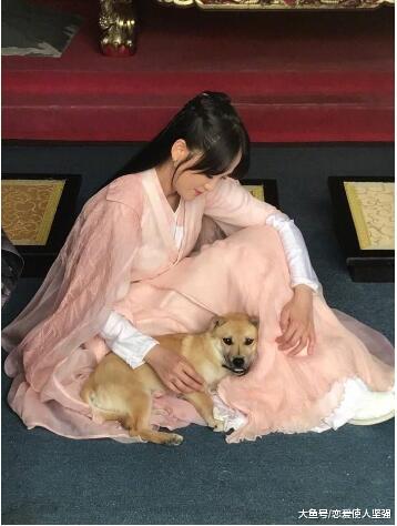 男子打死金毛狗事件再度升级，众多爱宠明星发文声讨！