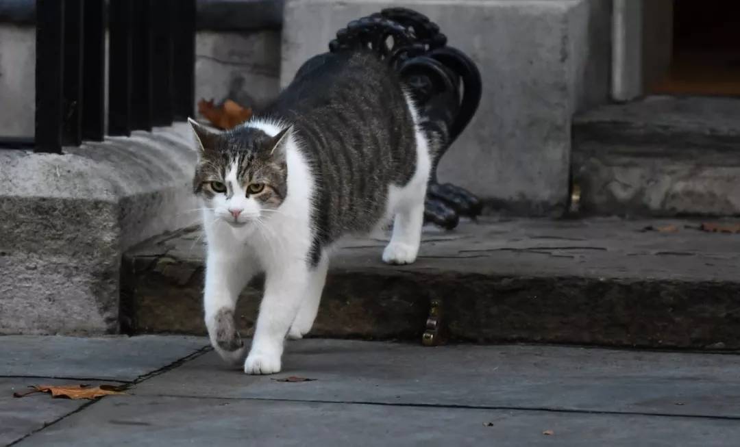英国首相上任第一件事，竟然是讨好一只猫! 喵：又给我换铲屎官啦