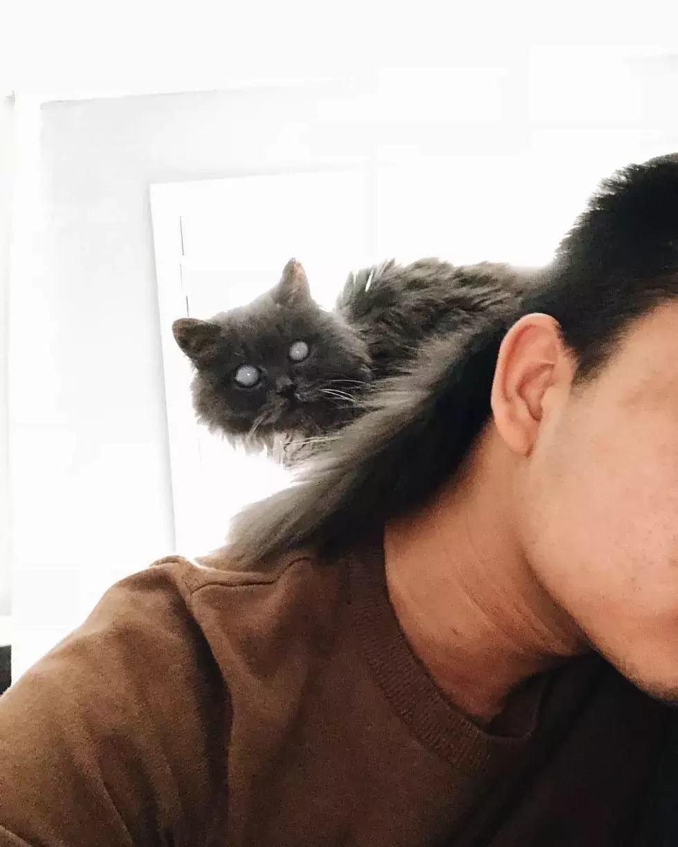 铲屎官收养盲猫后，通过镜头发现了它眼里的星辰大海！