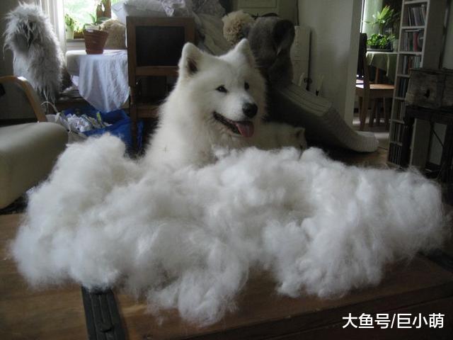 狗狗掉毛很烦人？这5个方法可以帮到你的，度过烦人掉毛季