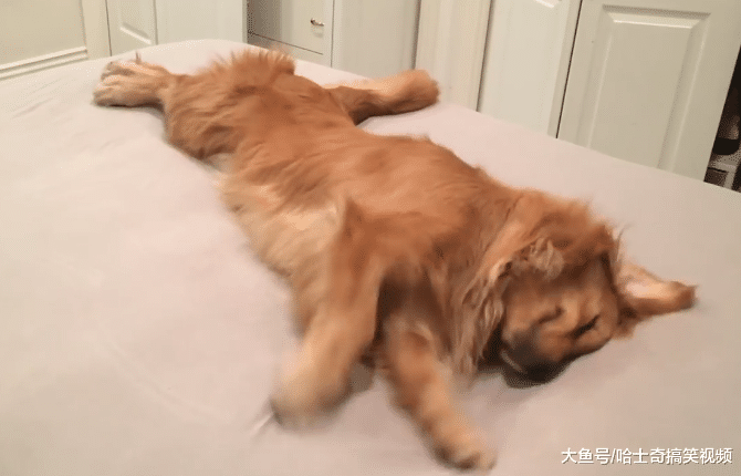 主人换了新被单，结果金毛不愿意了，是想在床上拉粑粑呢？