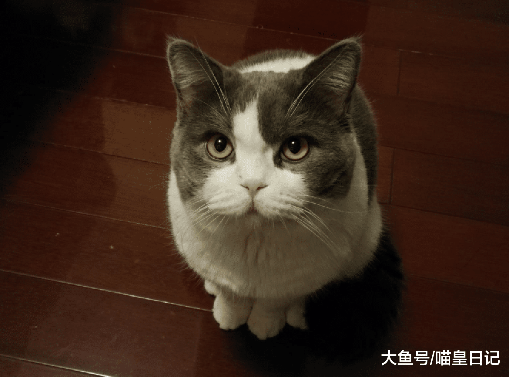 喵星人在家里很喜欢做的一件事？铲屎官：到处巡视，检查领地