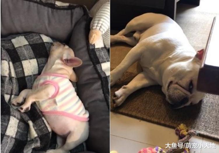 新成員占床睡翻，法斗哥哥躺地眼神死：那是我的床