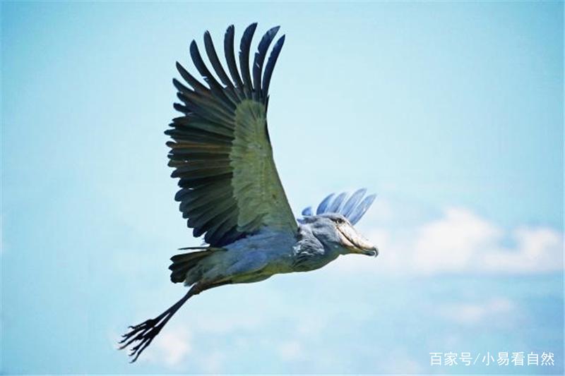 它是一种凶猛的“逗比”鸟，没事喜欢拔自己毛，更喜欢同胞相残
