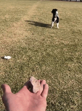 主人假裝扔石子，狗蹦跶著去找，主人：你都5歲了，要沉穩一點…