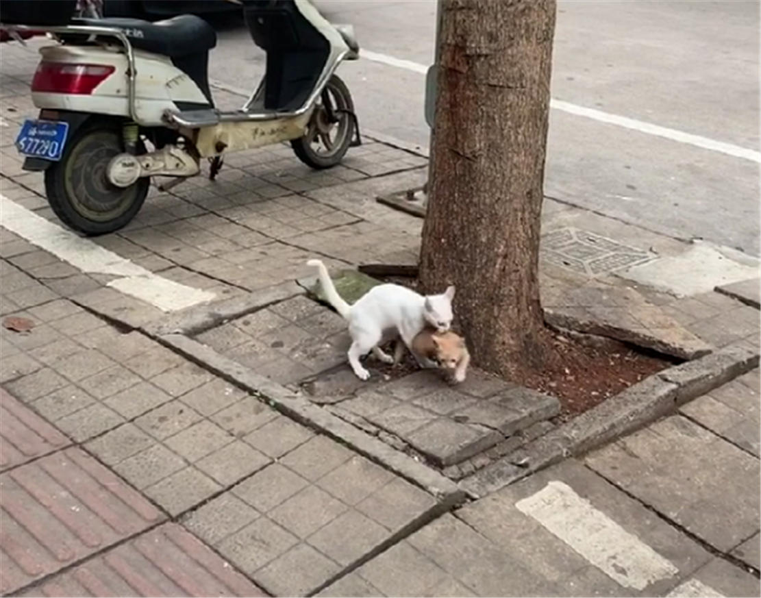 白猫带猫崽学爬树, 猫崽惧怕险些坠落, 白猫的举动暖心了……