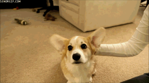 狗狗深爱着主人的5大表现，你家狗狗中了几种