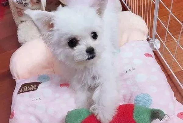 混血小狗其实也不错, 没想到泰迪和吉娃娃能生出这样的小狗来