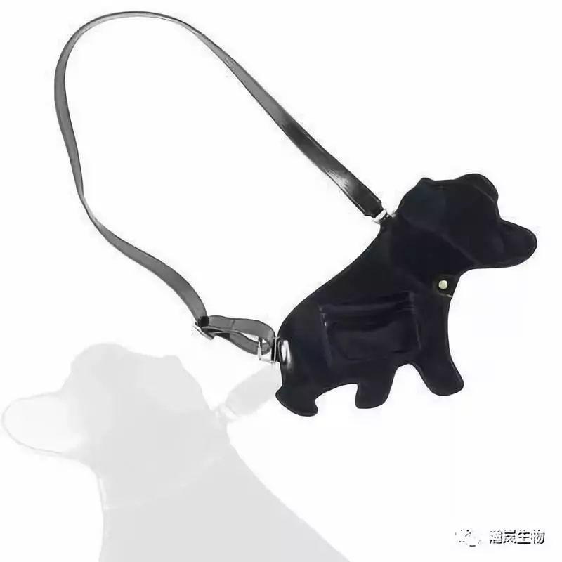 带好这10件必备品就可以和你的狗狗一起去旅行啦！