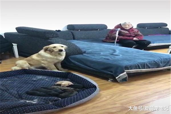 金毛自從當了媽媽，不管誰打小奶狗的主意都不樂意，寵主都笑翻了