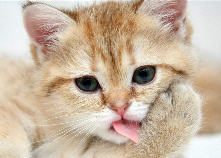 作为爱猫认识，你知道如何训练一只猫吗？