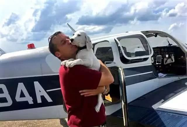 即将被安乐死的大白熊犬，遇到了一位开着飞机来拯救它的英雄！