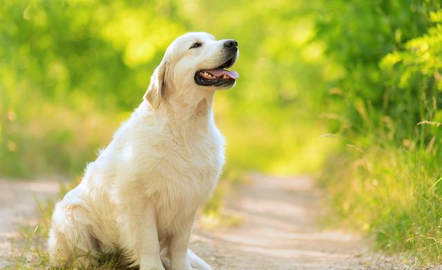 狗狗常见的7种癌症！症状近似日常疾病，通常发现就是晚期