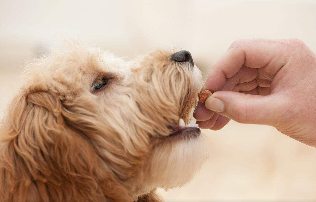 宠物百科：狗狗怎样才能长寿？