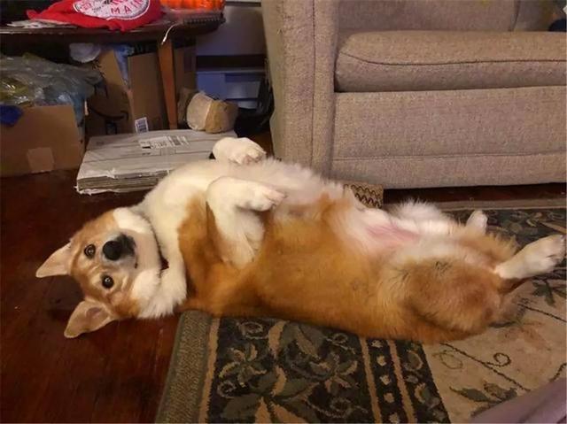 铲屎官将爱犬养成橘猪, 体型远超正常柯基犬, 在汪群中鹤立鸡群!