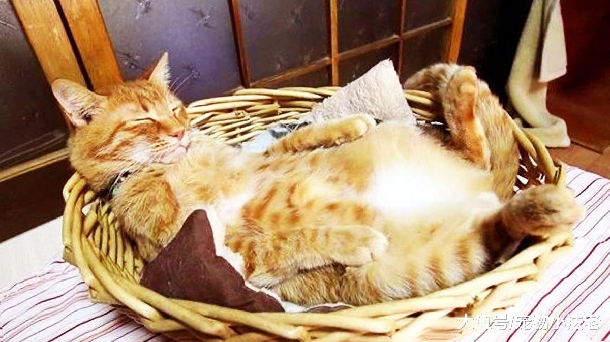 猫咪打呼噜一定是熟睡做美梦吗？其实还有3种情况，它也会打呼噜