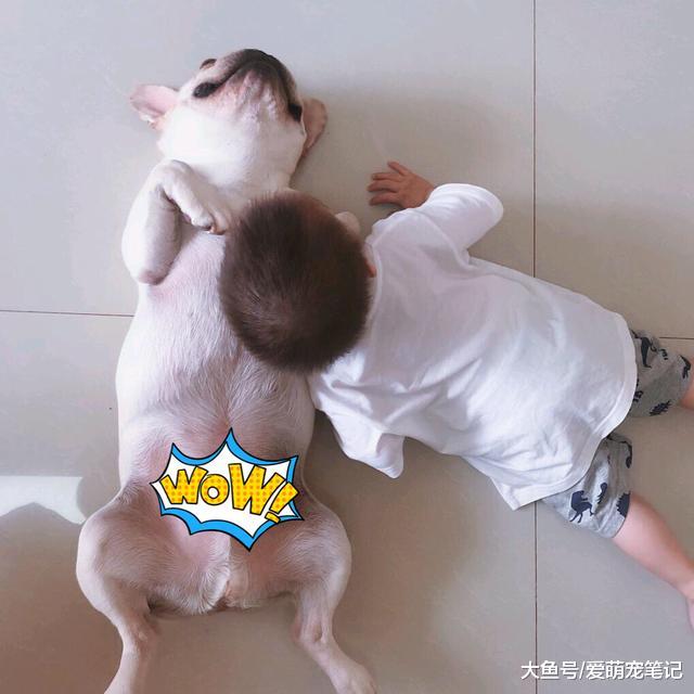 法斗四岁多了，一直被当做小主人的“玩具”，承受了不该有的责任