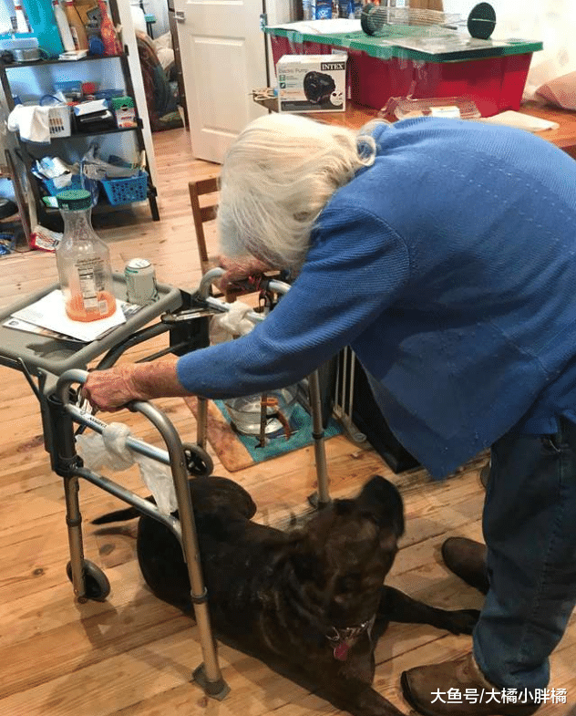 狗狗被主人抛弃，主人的话让人气愤，被救助后狗狗用行动报答恩情