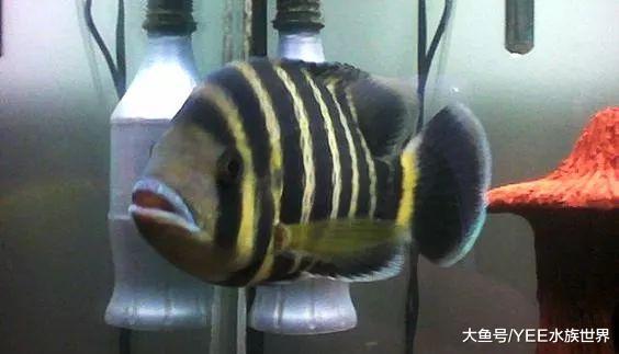 自从养了十间，再也不怕小鱼爆缸了，真好