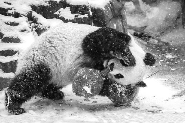 素食的大熊猫弱吗? 别真当它是吃素的, 老虎与它比起来都弱爆了!