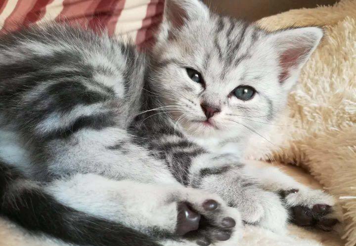 小伙在宠物市场里, 意外带出了一只短毛猫, 带给他更多的快乐