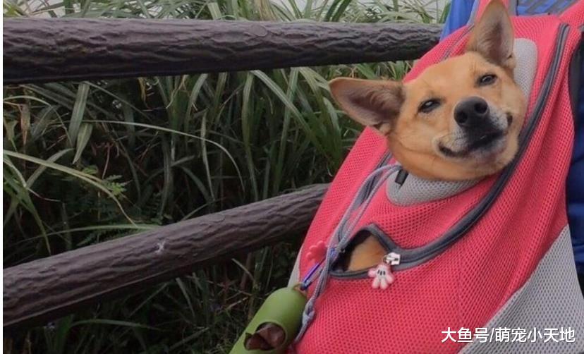 爬山不用自己走！10kg米克斯爽坐包包露亲生笑脸让主人傻眼