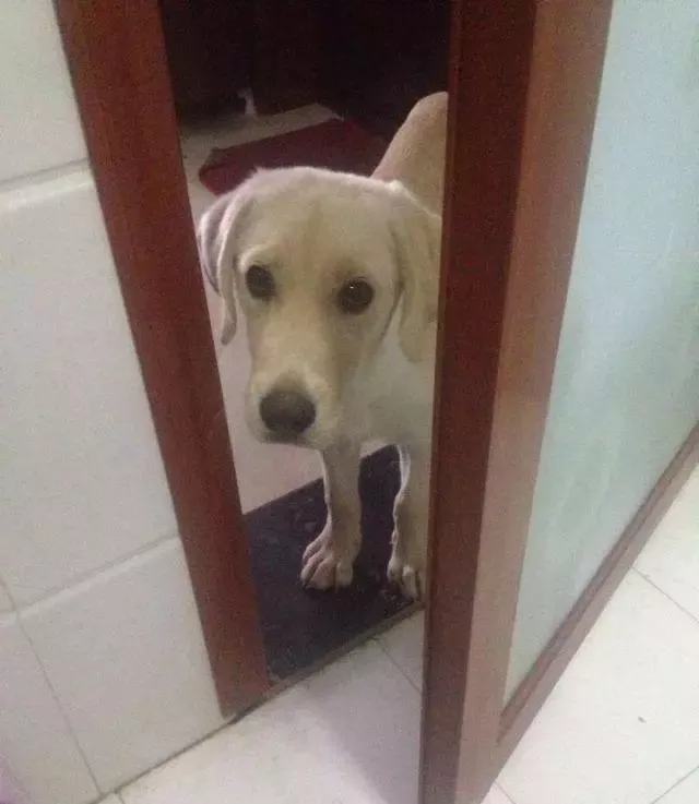 不怕养狗太操心，就怕狗子瞎操心！