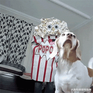 摊上一个天天爱装神弄鬼的主人，狗都看烦了：铲屎的，请你成熟点！