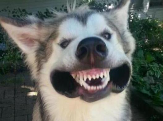 小伙工作太忙把二哈送给老爸, 2天后, 老爸的反应亮了