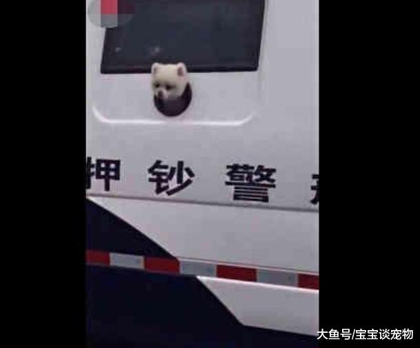 运钞警车里突然钻出一个狗头，路人都笑翻了，小警犬：不许笑～
