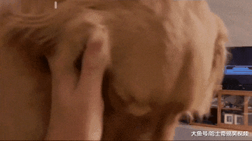 女主人生了宝宝，金毛总是“愁眉苦脸”，是不是不要我了？