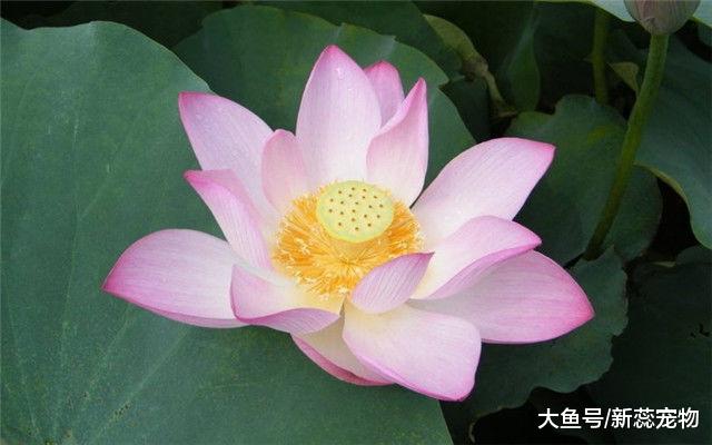 阴历这两天出生的人，儿子状元郎，女儿似凤凰，长大孝顺又有前途