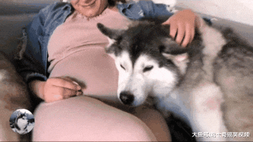 女主人说肚子里有宝宝，二哈的态度就变了，还不让别人靠近