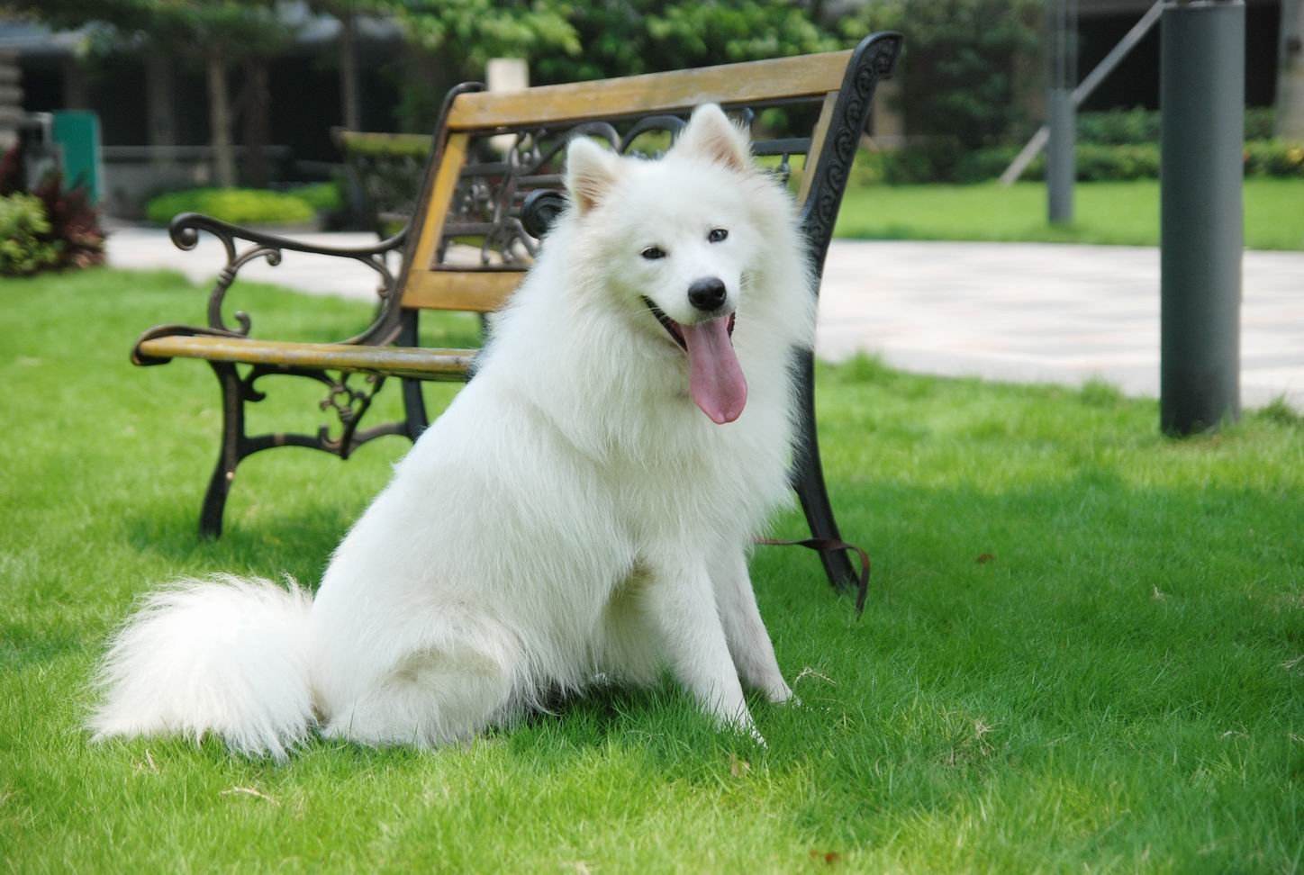 女孩到老家看望奶奶，却发现墙头有只灰狗，确认身份后气得不行！