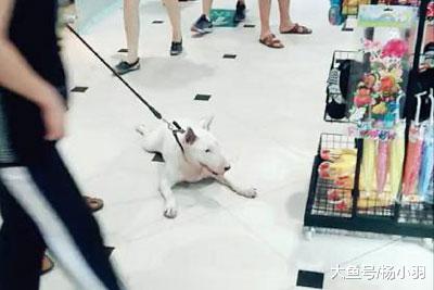 好端端的狗子一进超市变“无赖”，做的那些事儿件件让主人脸红