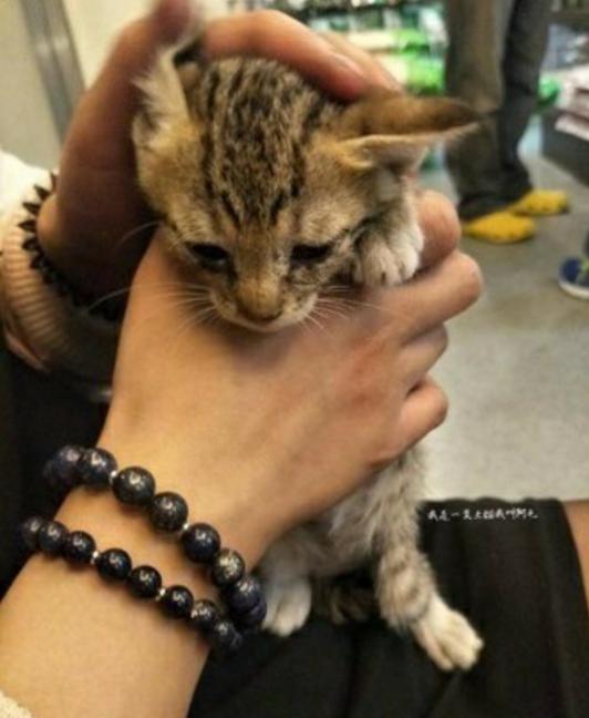 宠主拿着奶粉喂宝宝，猫咪吃醋躲在角落偷看，眼神超哀怨！