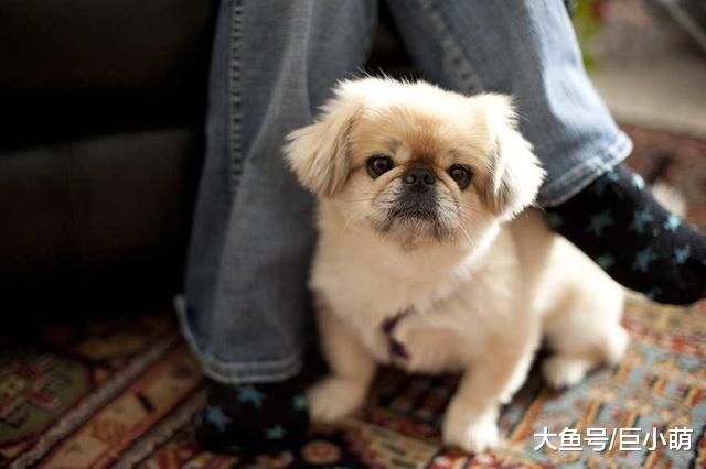 狗狗喜欢趴主人脚边，究竟是什么原因，让它不嫌弃你的脚味