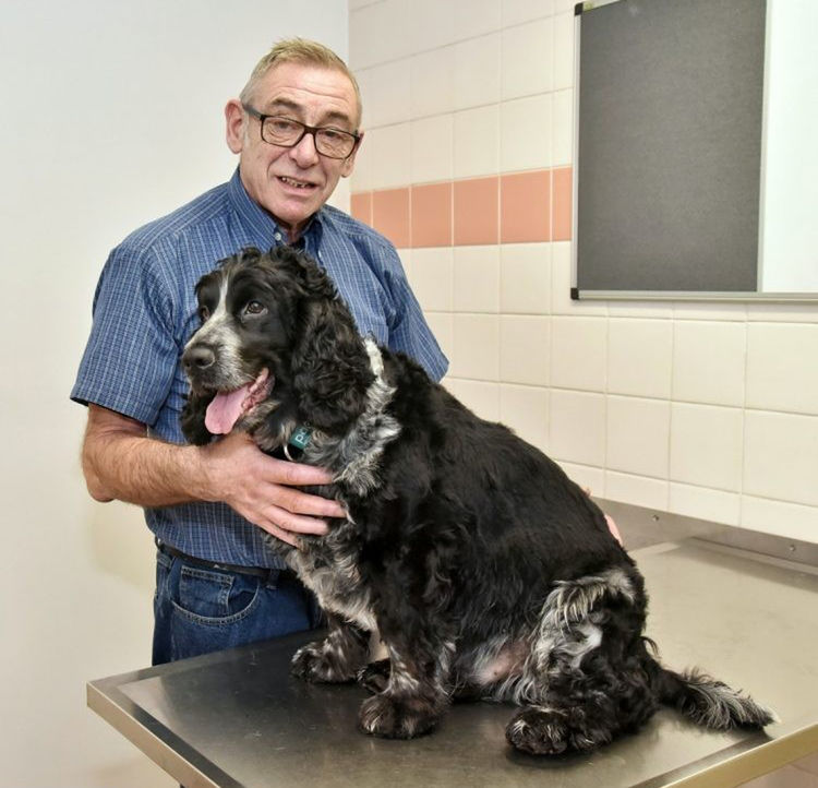 6岁狗狗每天喝两杯甜茶，结果体重暴增，正在进行严格的节食