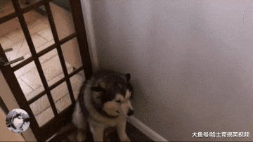 “胖阿拉”知道自己很胖，一说要称重就不见了，怕没肉吃吧